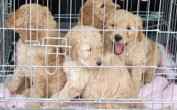 Puppies * Start is maandag 28 april en woensdag 28 mei 